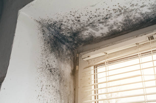 Affordable Commercial Mold Remediation solutions in Camden, NC